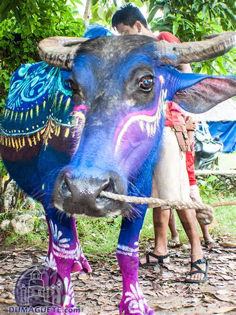 carabao de colores